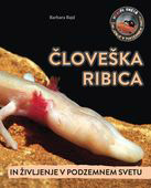 Cloveska ribica